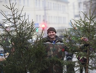 Спрос на елки. Более 30 тысяч новогодних елок уже купили белорусы