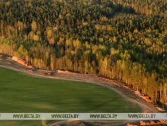 Запрет на посещение лесов введен в 13 районах Беларуси