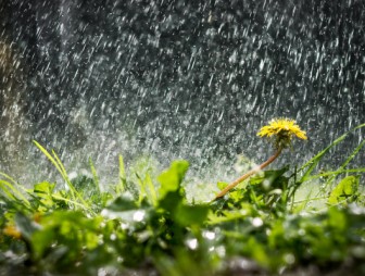 Дожди во второй половине недели должны улучшить агрометеорологическую обстановку - Белгидромет