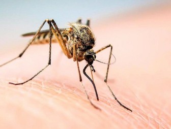 Стала известна группа крови самая вкусная для комаров
