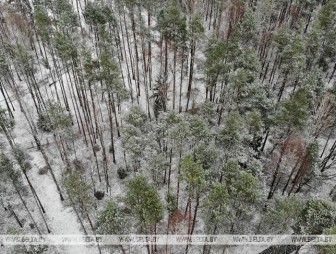 Мокрый снег и дождь ожидаются в Беларуси 16 декабря