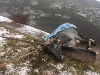 Хотела попить, но провалилась под лед. Волковысские спасатели вытащили корову из полыньи