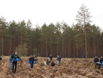 650 новых гектаров. На Гродненщине подвели итоги республиканской акции «Неделя леса − 2021»