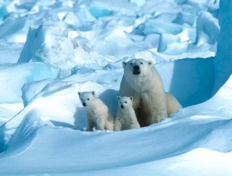 В Арктике льды тают в 2 раза быстрее - исследование