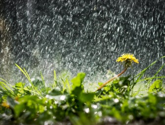Дожди и жара ожидаются в Беларуси 2 августа