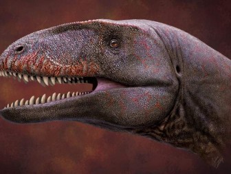 Ученые описали новый вид хищных динозавров, доминировавших до тираннозавров