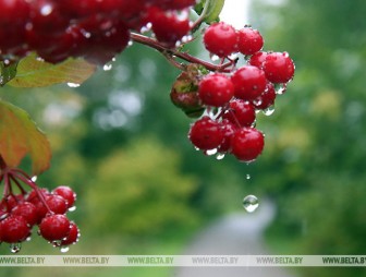 Дожди и грозы ожидаются в Беларуси 13 сентября