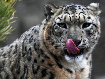 Амурский тигр, снежный барс, зубр, сайгак: в России могут исчезнуть 13 видов животных