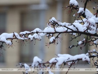 Дождь и мокрый снег ожидаются в Беларуси 28 ноября