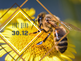 Сегодня пчеловодам стоит понаблюдать за погодой. Приметы и события 30 декабря