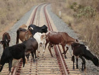 Выпас домашних животных у железнодорожных путей становится причиной их гибели и карается штрафом
