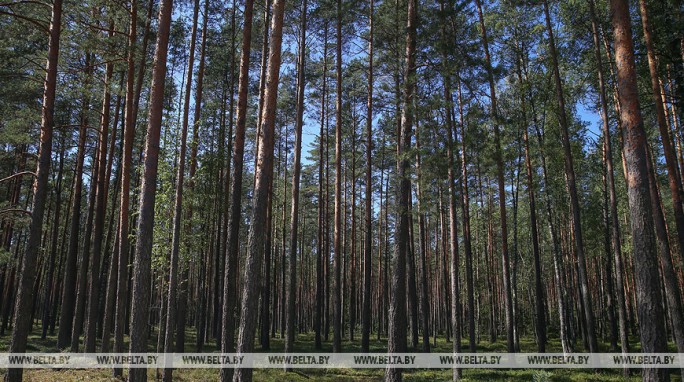 Ограничения на посещение лесов действуют в 40 районах Беларуси