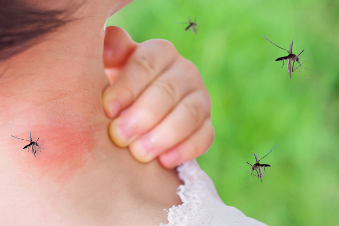 Why Do Mosquitoes Pester Some People More Than Others? It’s in the Genes Natural
