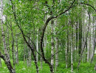 Насаждения карельской березы и кедровой сосны появятся в Гродненской области во время Недели леса