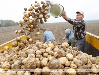 Уборка картофеля завершается в Беларуси