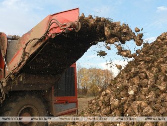 В Беларуси завершили уборку сахарной свеклы