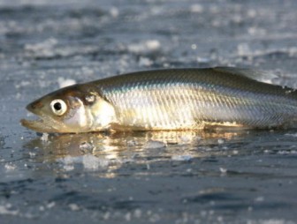 С 15 ноября в Беларуси нельзя ловить один из самых лакомых видов рыбы