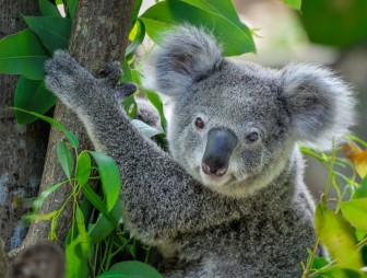 В Австралии популяция коал оказалась под угрозой из-за лесных пожаров