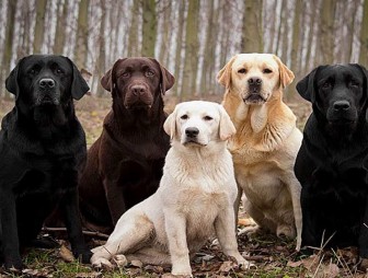 Собачья жизнь: ученые узнали, как стареют собаки