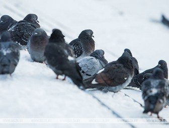 В Солигорске мужчину приговорили к году исправительных работ за убийство голубей