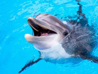 Ученые: большинство дельфинов – правши