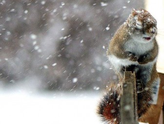 Мокрый снег и гололедица ожидаются в Беларуси 28 ноября