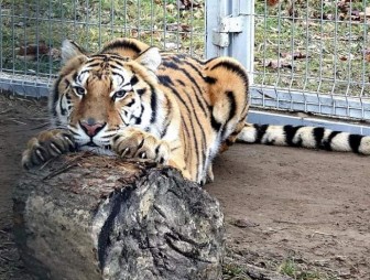 Что известно о тиграх, которых спасли на белорусско-польской границе