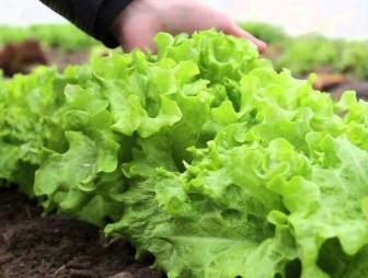 Молодой бизнесмен хочет выращивать салат в бывшей школе