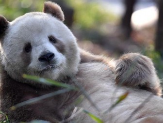 Редкая коричневая панда живет в исследовательском центре в Китае