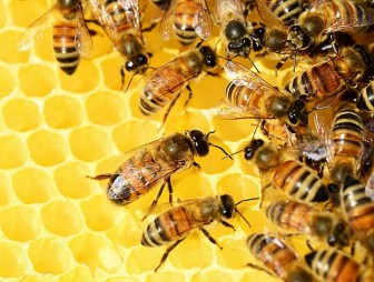 Врач рассказал, почему к меду не нужно относиться как чудодейственному средству от всех болезней