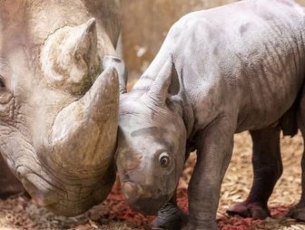 Малыш редкого черного носорога родился в британском зоопарке