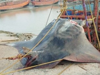 Вот это улов! В Индии поймали рыбу с рекордным весом