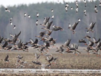 Весенняя охота на водоплавающих птиц в Беларуси начнется с 14 марта