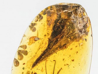 В янтаре нашли останки самого маленького динозавра мезозоя. По размеру он схож с колибри