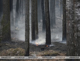 Пожар в Чернобыльской зоне не повлиял на радиационную обстановку в Беларуси - Белгидромет