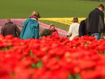 ФОТОФАКТ: Бескрайние поля тюльпанов в Германии