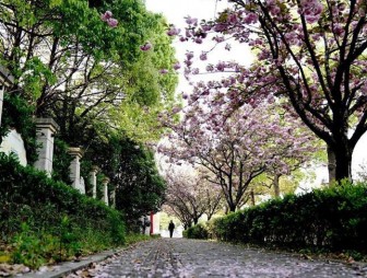 ФОТОФАКТ: Улица сливовых цветов в Шанхае