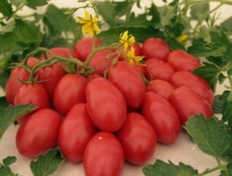 Есть или не есть: польза и вред помидоров
