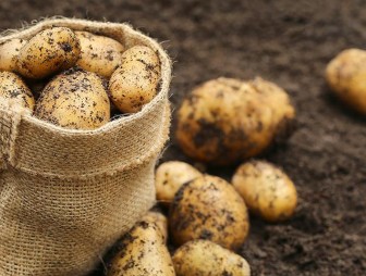 Почему сейчас не стоит торопиться с посадкой картофеля?