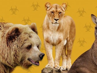 Дикие животные вышли в люди. Пока весь мир сидит дома, по улицам гуляют козы и кенгуру