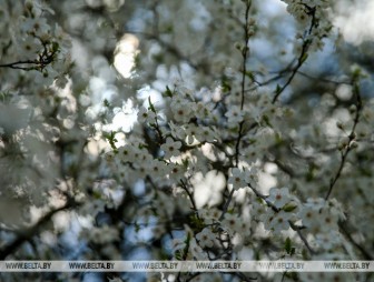 До +18°С ожидается в Беларуси 22 апреля