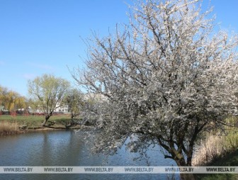 До +19°С ожидается в Беларуси 23 апреля