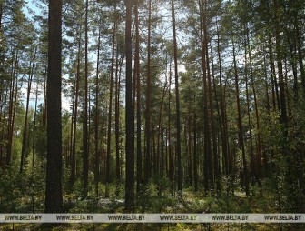 Запрет на посещение лесов действует в 77 районах Беларуси
