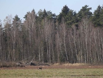 В регионе продолжает действовать запрет на посещение лесов