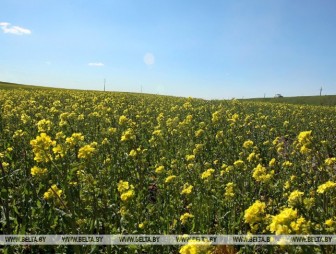 До +18°С ожидается в Беларуси 1 мая