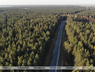 Запрет на посещение лесов действует в шести районах Беларуси