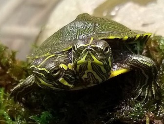 Двухголовую черепаху обнаружили в США