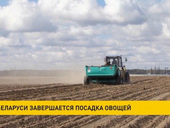 В Беларуси завершается посадка овощей