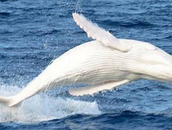 Уникального белого кита заметили у берегов Австралии