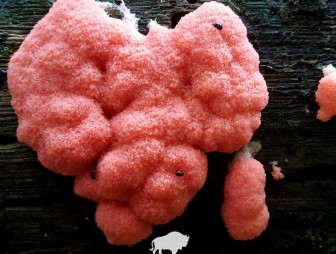 Удивительное рядом. В Беловежской пуще нашли необычный гриб в форме сердца
